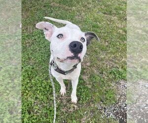 Pocco- Personality plus - Male Mutt Dog for Adoption