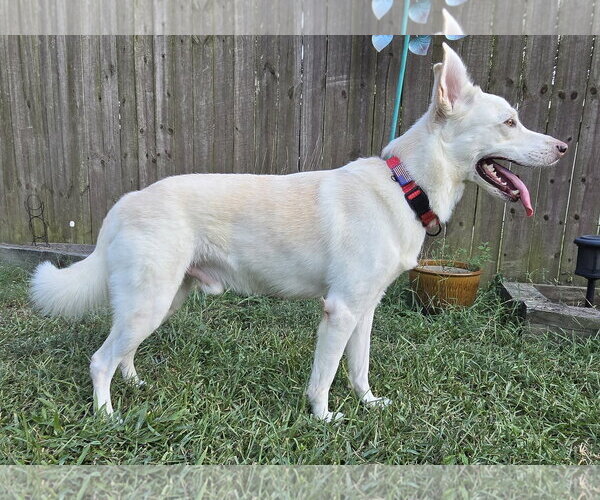 Medium Photo #3 - Mix Puppy For Sale in Hoffman Estates, IL, USA