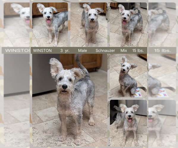 Medium Photo #2 Mutt Puppy For Sale in Mesa, AZ, USA