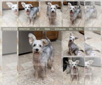 Small #1 Mutt