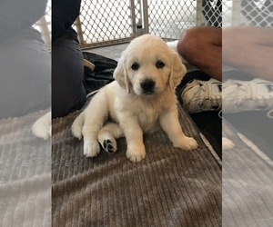 English Cream Golden Retriever Puppy for Sale in CHARDON, Ohio USA