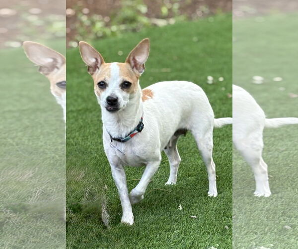 Medium Photo #2 Chihuahua-Unknown Mix Puppy For Sale in Bellevue, WA, USA