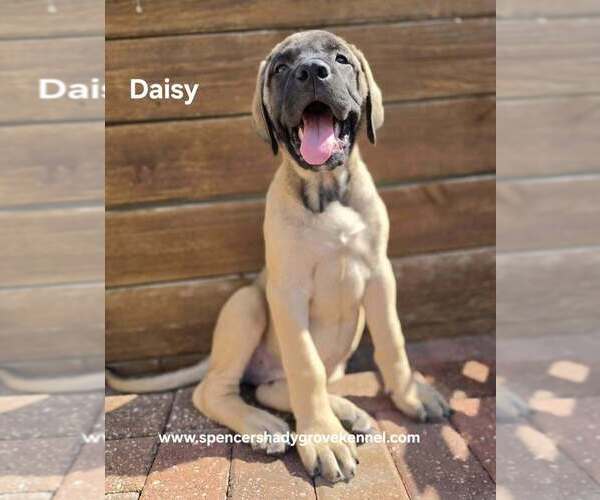 Medium Photo #7 Mastiff Puppy For Sale in CABOOL, MO, USA