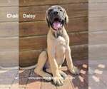 Daisy - Female Mastiff Puppy for Sale - Photo #7