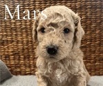 Puppy Mars Poodle (Miniature)