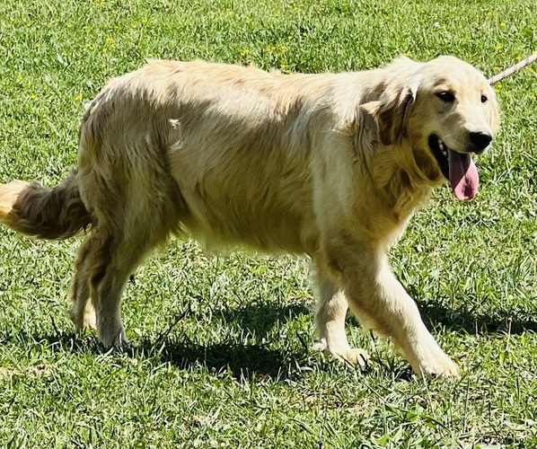 Medium Photo #1 Golden Retriever Puppy For Sale in NEOLA, WV, USA