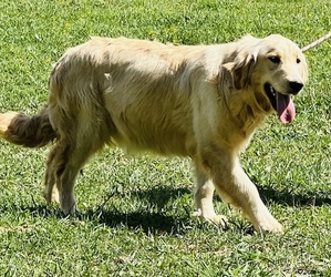 Mother of the Golden Retriever puppies born on 07/10/2026