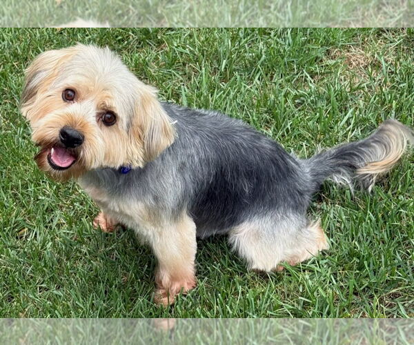 Medium Photo #4 Miniature Schnauzer-Unknown Mix Puppy For Sale in Cookeville, TN, USA