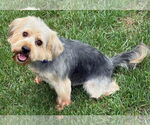 Small #3 Miniature Schnauzer Mix