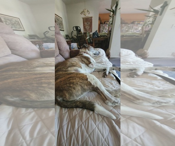 Medium Photo #17 Mutt Puppy For Sale in Gretna, NE, USA