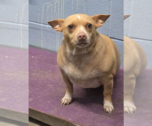 Chihuahua-Unknown Mix Dogs for adoption in Evansville, IN, USA