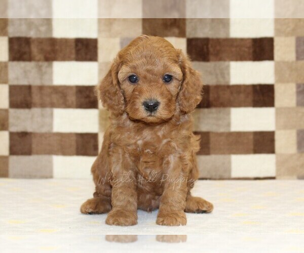 Medium Photo #3 Cavapoo (Miniature) Puppy For Sale in DENVER, PA, USA