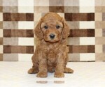 Small #2 Cavapoo (Miniature)