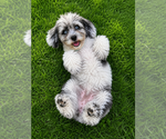 Image preview for Ad Listing. Nickname: Cavapoo puppies