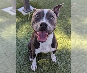 American Pit Bull Terrier Dogs for adoption in Downey, CA, USA