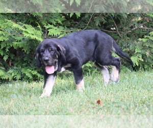 Spanish Mastiff Puppy for sale in DRYDEN, VA, USA