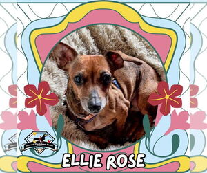 Dachshund Dogs for adoption in San Antonio, TX, USA