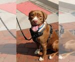 Small #1 American Pit Bull Terrier-Retriever  Mix
