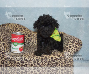 Poodle (Toy) Puppy for sale in SANGER, TX, USA
