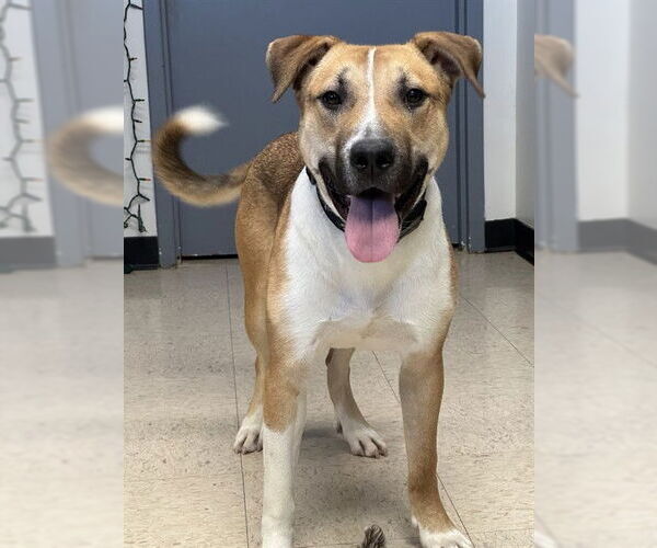 Medium Photo #1 Catahoula Leopard Dog-Labrador Retriever Mix Puppy For Sale in Olathe, KS, USA