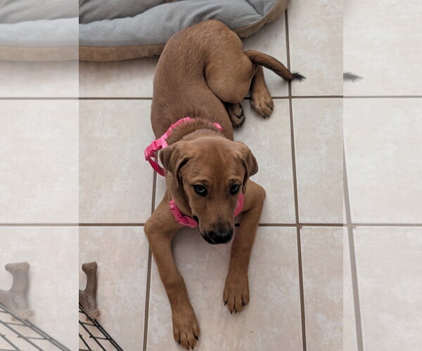 Medium Photo #5 Black Mouth Cur-Labrador Retriever Mix Puppy For Sale in Euless, TX, USA
