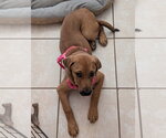 Small #4 Black Mouth Cur-Labrador Retriever Mix