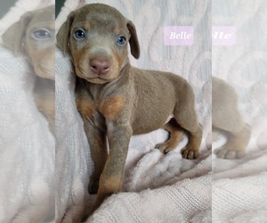 Doberman Pinscher Puppy for sale in POMEROY, OH, USA