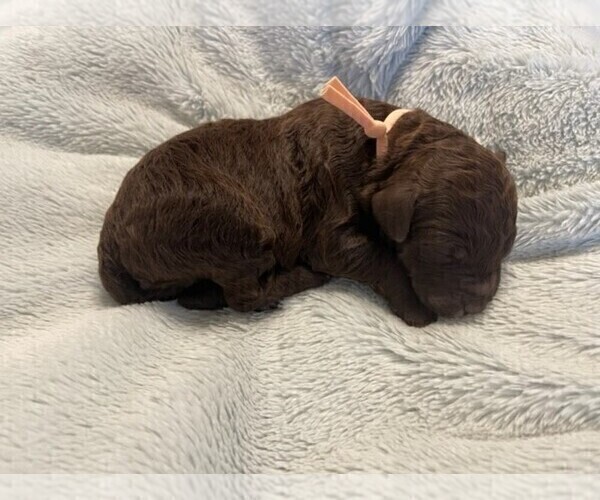 Medium Photo #1 Goldendoodle (Miniature) Puppy For Sale in JENKS, OK, USA