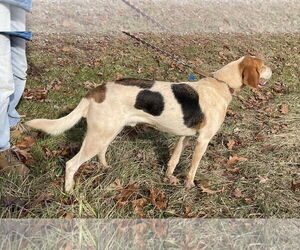 Gregory: Not At the Shelter (Wendy) - Male American Foxhound-Unknown Mix Dog for Adoption - Photo #4