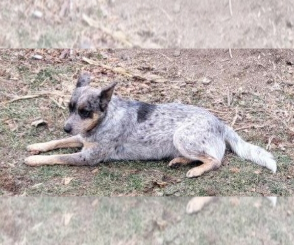 Medium Photo #1 Cattle Doodle Puppy For Sale in ATHENS TOWNSHIP, PA, USA