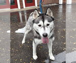 Pinot - Female Siberian Husky Dog for Adoption - Small photo