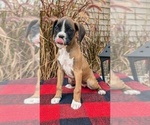 Small Photo #4 Boxer Puppy For Sale in GOSHEN, IN, USA