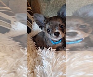 Chihuahua Puppy for sale in BAXTER, MN, USA
