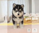 Small Photo #5 Pomsky Puppy For Sale in PRINCETON, MN, USA