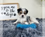 Small Chorkie
