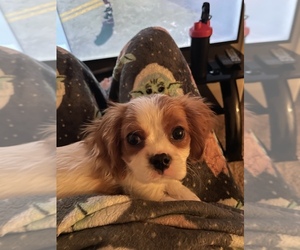 Cavalier King Charles Spaniel Puppy for sale in COLUMBUS, IN, USA