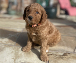 Small Photo #11 Goldendoodle Puppy For Sale in SUGAR LAND, TX, USA