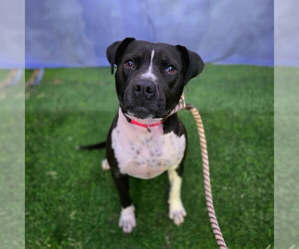 Medium Photo #1 Mutt Puppy For Sale in Long Beach, CA, USA