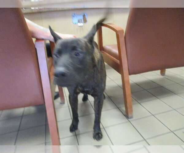 Medium Photo #1 German Shepherd Dog-Unknown Mix Puppy For Sale in Ocala, FL, USA