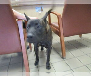 German Shepherd Dog-Unknown Mix Dogs for adoption in Ocala, FL, USA