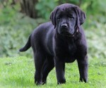 Small Photo #1 Labrador Retriever Puppy For Sale in HYDE PARK, VT, USA