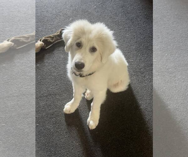 Medium Photo #2 Great Pyrenees-Unknown Mix Puppy For Sale in Houston, TX, USA