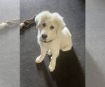 Small #1 Great Pyrenees Mix