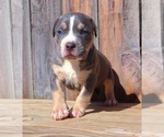 Small Photo #24 American Bully Puppy For Sale in LOS ANGELES, CA, USA