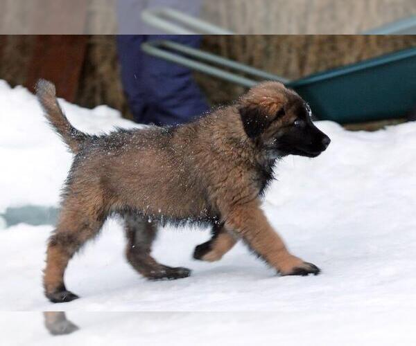 Medium Photo #16 Estrela Mountain Dog Puppy For Sale in Cherryville, British Columbia, Canada