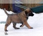 Small #15 Estrela Mountain Dog