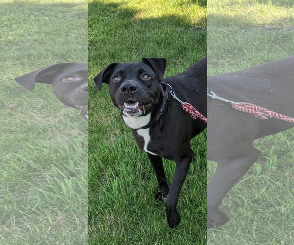Medium Photo #7 Labrador Retriever-Unknown Mix Puppy For Sale in Woodbury, NY, USA