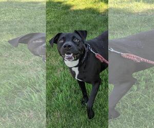 OREO - Female Labrador Retriever-Unknown Mix Dog for Adoption - Photo #7