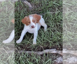 Brittany Puppy for sale in MOULTRIE, GA, USA