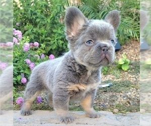 French Bulldog Puppy for Sale in LAS VEGAS, Nevada USA